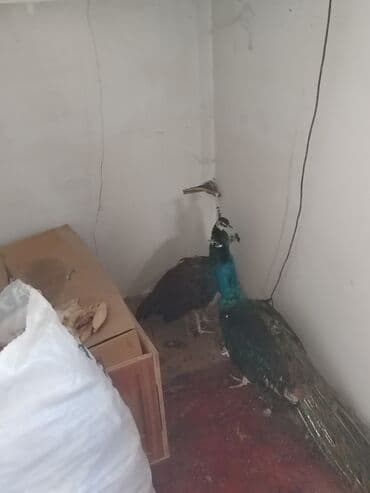qaşqaldaq quşu: Məhsul: Mavi tovuz quşu cütü Təsvir: - Növ: Tovuz quçu (Pavo — 2