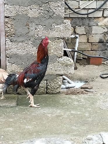 sort toyuqlar: Məhsul: Yerli toyuq sürüsü – xoruz və toyuqlar Xüsusiyyətlər: - Növ — 2