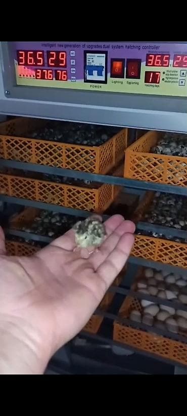 Reklam lövhələri: Tam avtomat — 2