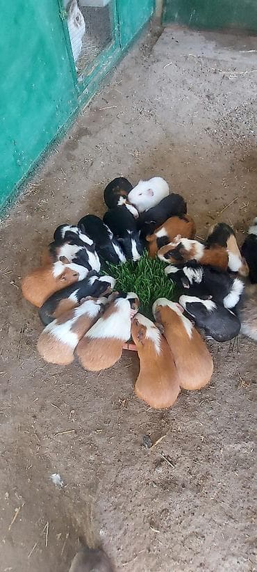 Atlar: Wekilde gorduyunuz Sivinkalar satilir xeyvanlarin saglamliqina — 8