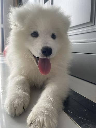 Samoyed, 2 ay, Erkek, Pulsuz çatdırılma