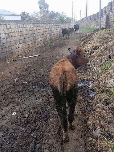 inək dana: Saxlanmali kok disi dana — 5