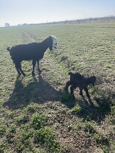 Ördəklər: Satılır: Qara rəngli keçi balası (oğlaq) - Növ: Yerli/qarışıq cins — 2
