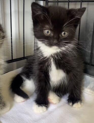 balaca pişik şəkilləri: Yaxşı əllərə — 2