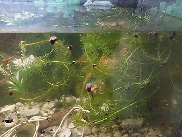 Akvarium hovsandadi . Uzunluqu 70sm. Hundurluku50sm eni 40 sm . Su