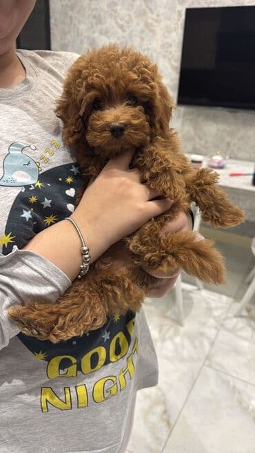 Gəmiricilər: Pudel — 1