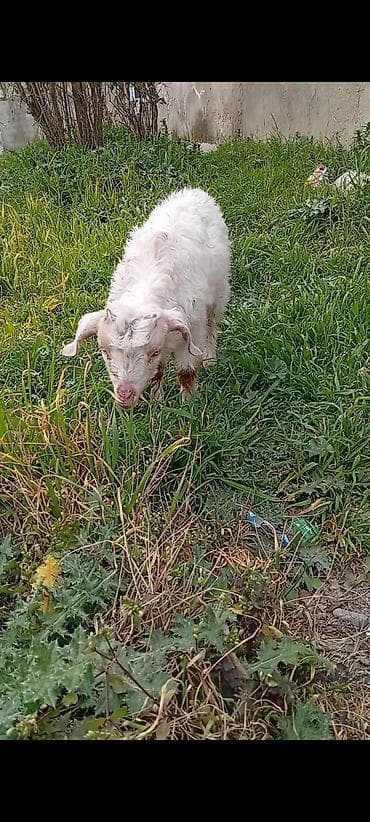 Eşşəklər: Erkey cepis.aq rengde olandi 2 aydan coxdu.yem yeyir — 2