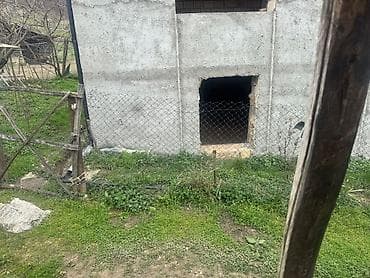 yaşma bağlarında evlərin qiyməti: Bakı, 240 kv. m, 6 otaqlı, Hovuzsuz, Su — 8