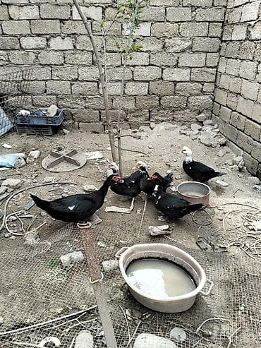Ördəklər: Erkək, | Lal ördək, Ətlik — 3