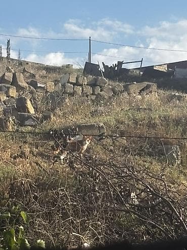nardaran torpaq satilir: 6 sot, Tikinti, Maklerlər narahat etməsin, Kupça (Çıxarış) — 2