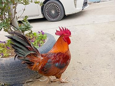 quru corek: Yumurtalıq və ətlik kənd toyuqları – qarışıq sürü. TECIli imumi 80 — 1