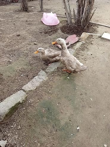 Птицы: Məhsul: Ev şəraitində saxlanılan ördəklər Təsvir: - Şəkillərdə iki — 2