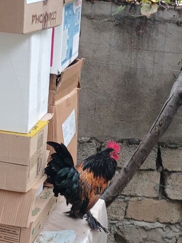 yasil bas ordek: Salam satilir riyal aliciya endirimde edecem 6 ayliqdir cidi wexsler — 4