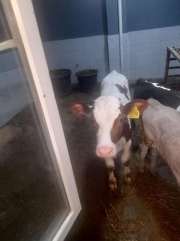 camis: Satılır: Dana və inək heyvanları cem ve tek tek satilir real musderi — 5