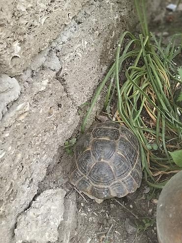 heyvan yemi: Quru Tsbağa Ölcüsu Orta Aktiv Heyvandı Qiy Barede Narhat Etməyin Unvan — 2