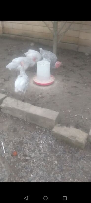 ağ pişik: Dişi, Kanada, Damazlıq, Ödənişli çatdırılma — 4