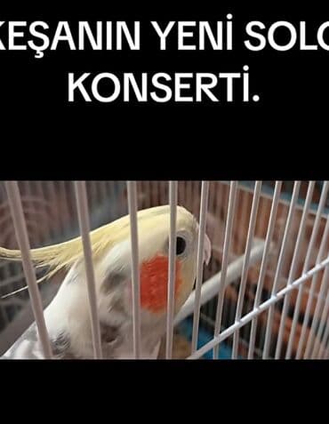 qaşqaldaq quşu: Məhsul: KORELLA tutuquşusu (Cockatiel) Təsvir: - Ağ-boz bədən rəngi — 2