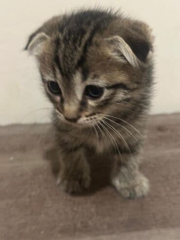 Gəmiricilər: Şotland yastı qulaq — 1