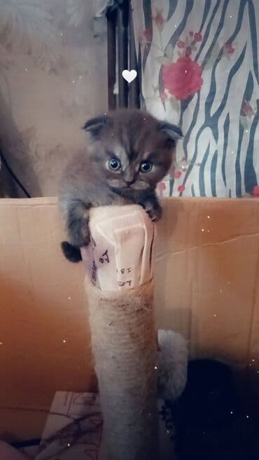 Akvariumlar: Şotland yastı qulaq, Dişi, Yaxşı əllərə — 5