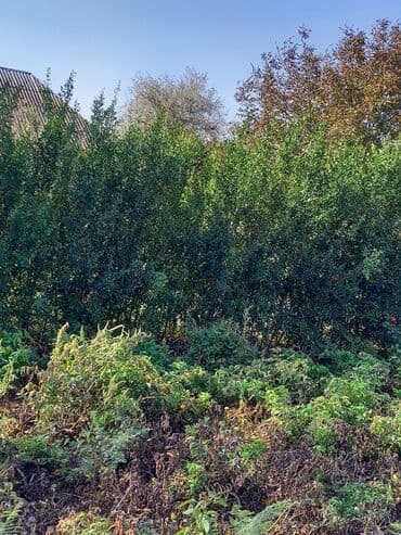 🏡 Nar ağacları satılır! 🌳 Təmiz, sağlam və keyfiyyətli nar ağacları lalafo.az -da 🏡 Nar ağacları satılır! 🌳 Təmiz, sağlam və keyfiyyətli nar ağacları