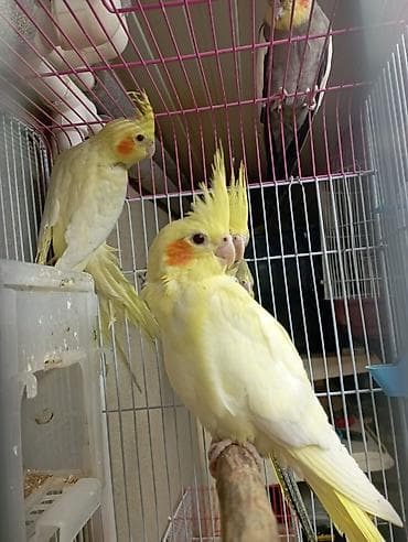 Balıqlar: Nimfa (Cockatiel) papuqayları – müxtəlif rənglər - Rənglər: açıq sarı — 8