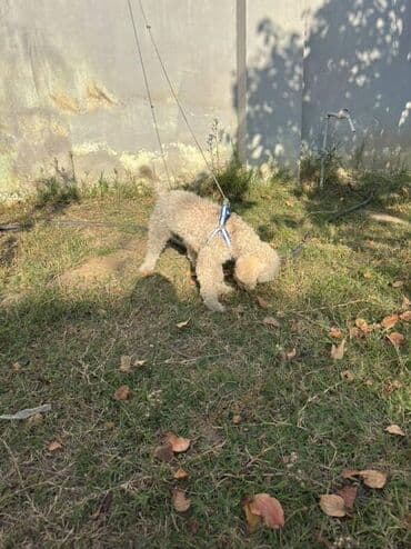 сколько стоит щенок акита ину: Пудель, 7 месяцев, Самец, С прививками, Самовывоз — 5