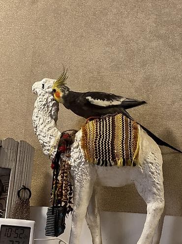 quş papuqay: Korella aılesı satılır.Ata ana 4 bala.Balalardan bırı — 4