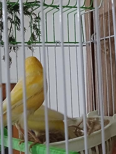 bülbül satışı: Cut bulbul satiram avsyanka sortudu super oxuyur cox gozeldi rengide — 2