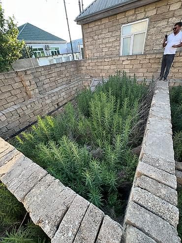 dubəndi torpaq: Tikinti, Kupça (Çıxarış) — 4