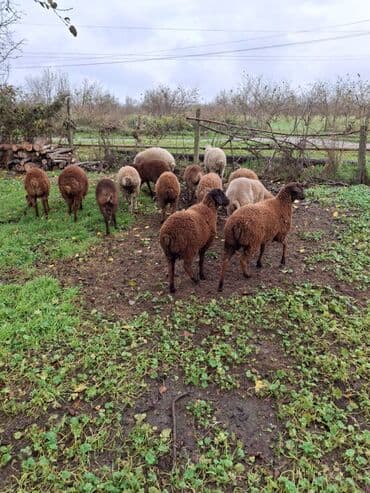Salam.14 baş əmilik quzudu.Onlardan 8 erkek 6sı dişi quzudu.Real lalafo.az -da Salam.14 baş əmilik quzudu.Onlardan 8 erkek 6sı dişi quzudu.Real