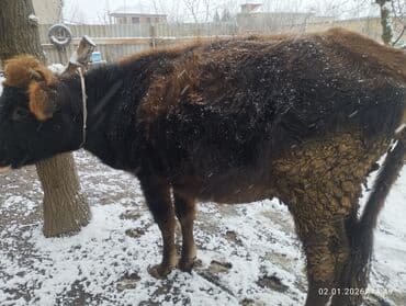 Mərmər effektli PVC panellər: Doğmuyan Dügə 1 aya doğmalıdır sakit sağlam heyvandi istəyən olsa — 3