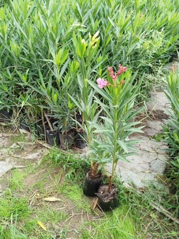 tut aragi satilir: Dekorativ agaclar — 7