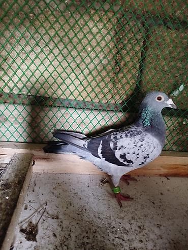 goyercinlər: Dırakon maya — 1