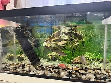 akvarium: Dördbucaq akvarium, Balıqlarla birlikdə, 35 l, Ünvandan götürmə — 2
