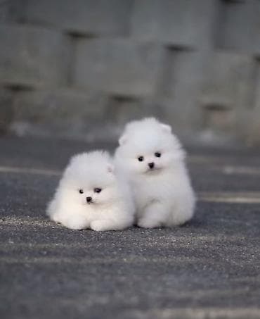 Другие животные: Шпиц, 1 месяц, С родословной — 1