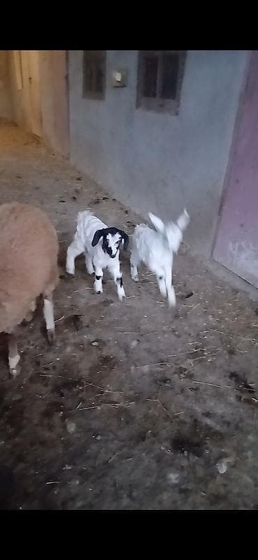 qaz bala: Ekiz balali diwi di balalari cavan 3 cu qarin saqlam ve cox sudu — 5