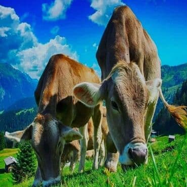 Subaru: Antibrik 
Yeni — 2