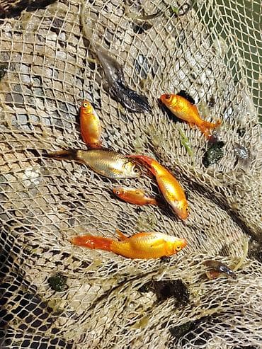 suda yaşayan heyvanlar haqqında məlumat: Qızıl balıq, Sülhsevər, Ünvandan götürmə — 3