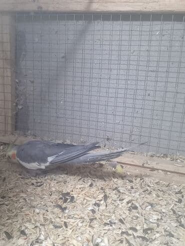 qu quşu: Korellla satılır. Ərkeydi əldən simiçqa yeyir. Ev şəraitində bəsləmək — 4