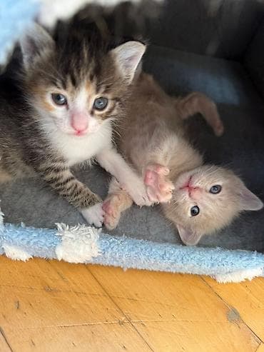 sinsila pisik: Pulsuz çatdırılma — 5