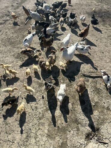 kuban ördek: Salam Aleykum Satılır Ördək Qaz Ördək Cücəsi Toyoq 36 Ədəd Lal Ördək — 1