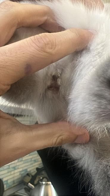 pişik pişik: Şotland yastı qulaq — 9