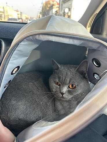 Heyvanlar üçün mallar: Britan — 3