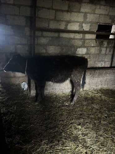 Digər kənd təsərrüfatı heyvanları: Salam dişi anqus dana satılır tam sağlam heyvan dır xaiş Olunur real — 1