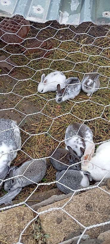 Кошки: Şotland dovşanlaridi ancaq balaları satilir birinin qiyməti 15 manat — 4