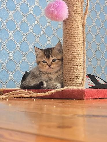 diri qaz: Britan — 2