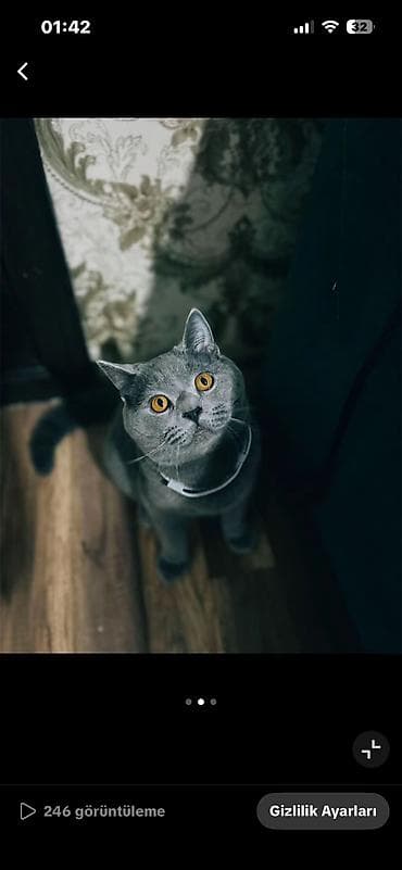 ev pisiyleri: Britan, Erkək, Yaxşı əllərə, Ünvandan götürmə — 7