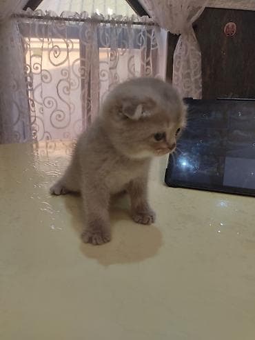 Pişiklər: Şotland yastı qulaq — 3