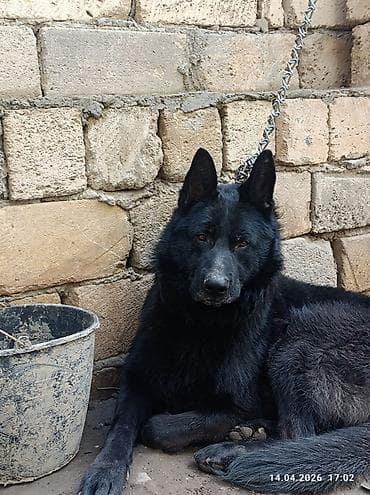 afçarka: Alman çoban iti, 2 il, Erkek — 6