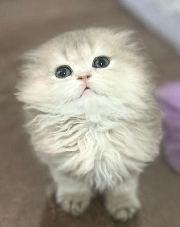 şotlant pişiy: Şotland, Yaxşı əllərə — 7